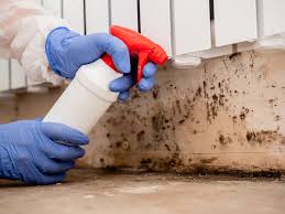 Best Mold Odor Removal Services  in Queens, NY